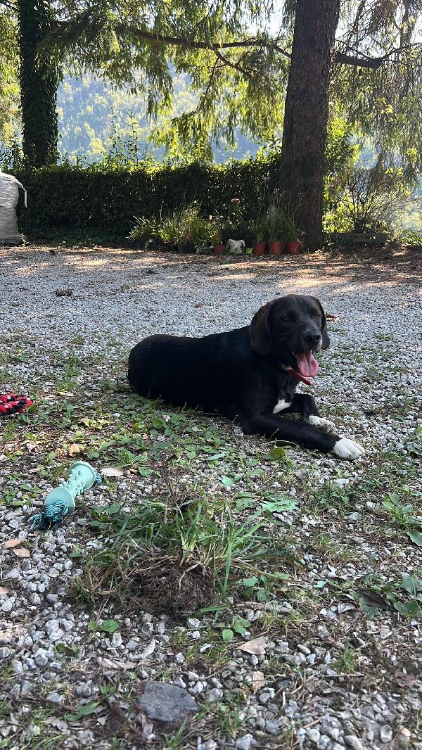 "Olly cerca il suo abbraccio per sempre" Foto 5